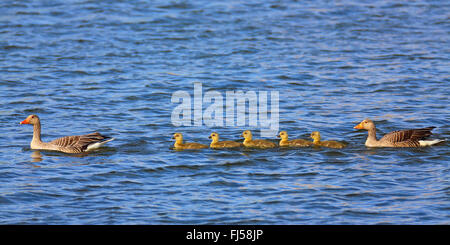 Graugans (Anser Anser), Gänse Familie schwimmen auf einem See, Seitenansicht, Niederlande, Friesland Stockfoto