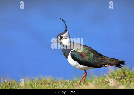 nördlichen Kiebitz (Vanellus Vanellus), männliche stehen auf einer Wiese, Niederlande, Friesland Stockfoto