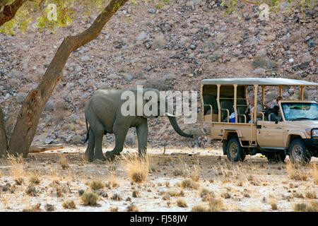 Wüste, Elefanten, Wüste-Wohnung Elefant, Afrikanischer Elefant (Loxodonta Africana Africana), Wüste Elefant in der Nähe von einem Jeep Safari, Namibia, Damaraland Stockfoto