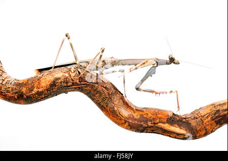 Riesigen afrikanischen Stick Mantis, tansanische Stick Mantis Katzenauge Mantis, Chaeta (Heterochaeta Occidentalis), auf einem Ast, Ausschnitt Stockfoto