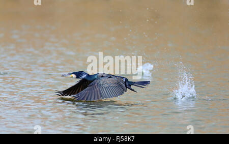 Chinesische Kormoran, große Kormorant (Phalacrocorax Carbo Sinensis, Phalacrocorax Sinensis), ausgehend von dem Wasser, Seitenansicht, Niederlande, Makkum Stockfoto