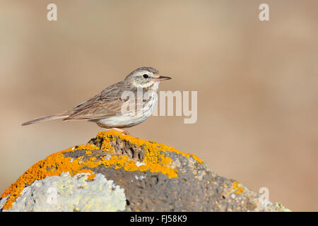 Kanarische Pitpit (Anthus Berthelotii), stehend auf einer lichened Stein, seitliche Sicht, Kanarischen Inseln, Fuerteventura Stockfoto