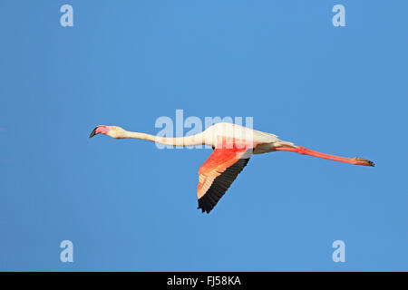 Rosaflamingo (Phoenicopterus Roseus, Phoenicopterus Ruber Roseus), fliegende Flamingo, Seitenansicht, Frankreich, Camargue Stockfoto