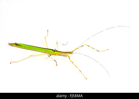 Gelbe Flying Stick, riesige rosa Spazierstock (Gynogenese Annulipes), volant, bunte Stabheuschrecke, Malaysia Stockfoto