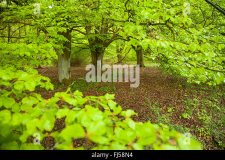 Rotbuche (Fagus Sylvatica), buchen im Frühjahr, Deutschland, Hessen, Hoerbach Stockfoto