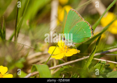 Grüner Zipfelfalter (Callophrys Rubi), gelbe Blume, Deutschland, Hessen Stockfoto