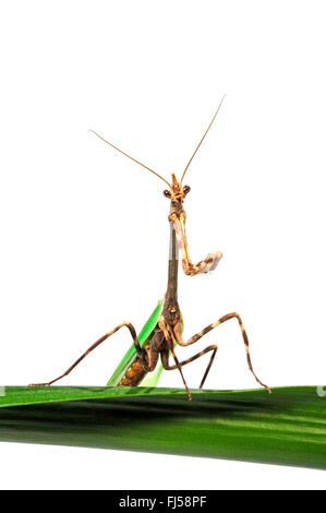 Texas-Einhorn-Mantis (Phyllovates Chlorophaena), Texas Einhorn Mantis auf einem Blatt Stockfoto