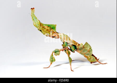 Ghost Mantis (Phyllocrania Paradoxa), seltsam geformte Ghost Mantis im Stockfoto