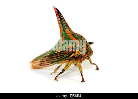 gehörnten Treehopper, Dorn-Fehler (Umbonia Crassicornis), männliche gehörnten Treehopper imitiert einen Dorn Stockfoto