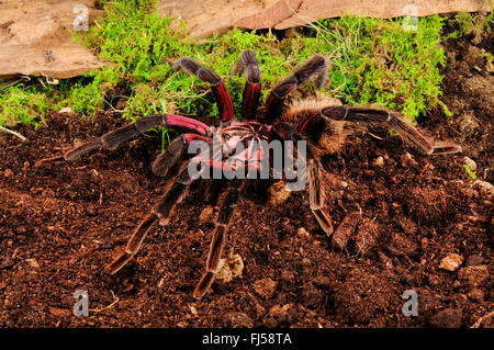 Kolumbianische Lesserblack, kolumbianische Lesserblack Vogelspinne, kolumbianische weniger schwarz, lila Blüte Bird-Eating Spider (Xenesthis Immanis), Boden leben, bunter Vogel Spinne aus Lateinamerika im terrarium Stockfoto