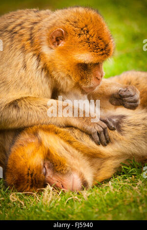 Barbary Affe, Berberaffe (Macaca Sylvanus), einem Barbary Affe pflegt einen anderen Stockfoto