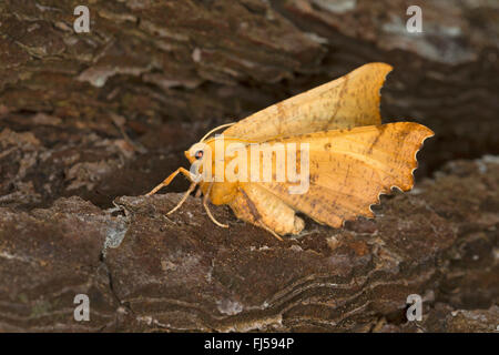 Großes Thorn (Ennomos Autumnaria), auf Rinde, Deutschland Stockfoto