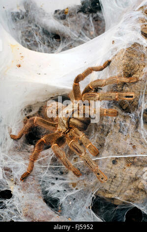 Killimanjaro Senf Pavian Spinne (Pterinochilus Chordatus), kriechen aus ihren Web-Höhle Stockfoto