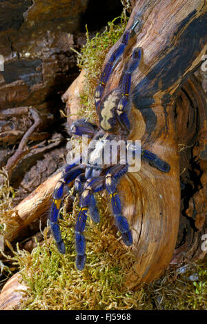 Gooty Saphir Zierbaum Spinne Gooty Saphir, Gooty Vogelspinne, metallische Vogelspinne, Pfau Fallschirm Spinne, Pfau-Vogelspinne, Salepurgu (Poecilotheria Metallica), Kopf zuerst auf einem Ast, Indien Stockfoto