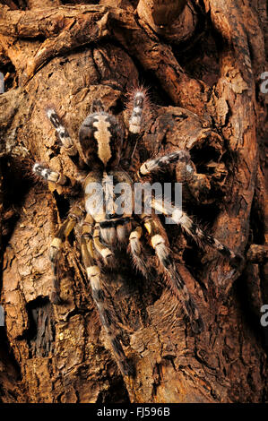 Sri Lanka Zier, Zier Sri Lanka (Poecilotheria Fasciata), lauern auf Beute, Sri Lanka Stockfoto