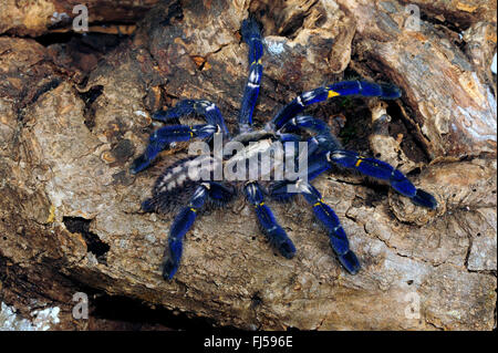 Gooty Saphir Zierbaum Spinne, Gooty Saphir, Gooty Vogelspinne, metallische Vogelspinne, Pfau Fallschirm Spinne, Pfau-Vogelspinne, Salepurgu (Poecilotheria Metallica), auf einem Ast, Indien Stockfoto