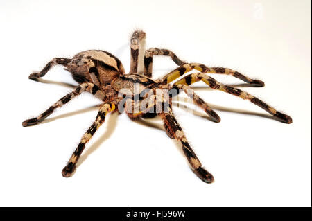 Sri Lanka Zierpflanze, Sri Lankan Zierpflanze (Poecilotheria Fasciata), Ausschnitt, Sri Lanka Stockfoto