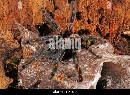 Venezolanische Suntiger venezolanischen Sun Tiger (Psalmopoeus Irminia), auf einem Stein, Venezuela Stockfoto