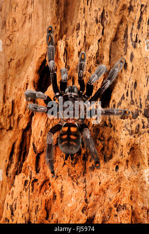 Venezolanische Suntiger, venezolanische Sun Tiger (Psalmopoeus Irminia), sitzt auf Rinde, Venezuela Stockfoto