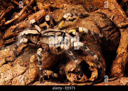 Sri Lanka Zier, Zier Sri Lanka (Poecilotheria Fasciata), lauern auf Beute, Sri Lanka Stockfoto