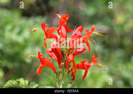 Scarlet Salbei, Blut-Salbei (Salvia Coccinea), Blüte, USA, Florida, Merritt Island Stockfoto