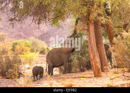 Wüste Elefant, Wüste-Wohnung Elefant, Afrikanischer Elefant (Loxodonta Africana Africana), Mutter mit jungen Elefant Fütterung im trockenen Flussbett des Huab, Namibia, Damaraland, Huab Stockfoto