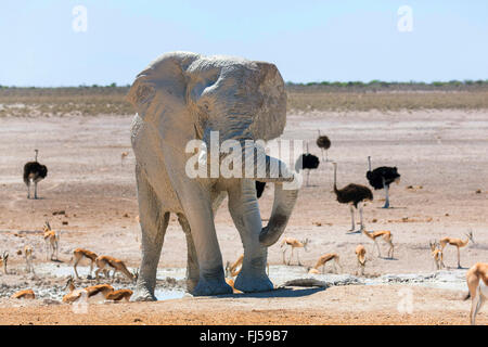 Afrikanischer Elefant (Loxodonta Africana), Elefant nach Schlamm-Bad in einem Wasserloch mit Impalas und Strauße, Namibia, Etosha, Etosha National Park, Naumutoni Stockfoto