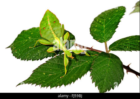 Celebes Blatt Insekt, Blatt Insekt, laufen lassen (Phyllium Celebicum), weibliche auf Blackberry Leaf, Ausschneiden Stockfoto