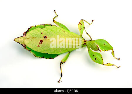 Celebes Blatt Insekt, Blatt Insekt, laufen lassen (Phyllium Celebicum), Weiblich, geschnitten aus Stockfoto