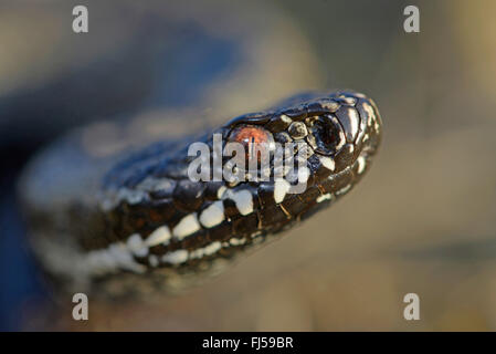 Nikolski Addierer, Waldsteppe Kreuzotter (Vipera Nikolskii, Vipera Berus Nikolskii), Porträt, Rumänien Stockfoto