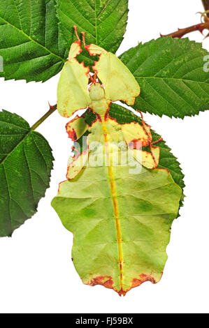 Celebes Blatt Insekt, Blatt Insekt, laufen lassen (Phyllium Celebicum), weibliche auf Blackberry Leaf, Ausschneiden Stockfoto