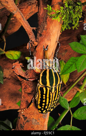 Blume Chafer, Chafer Blume, Blume Käfer (Mecynorrhina Savagei), auf einem Ast Stockfoto
