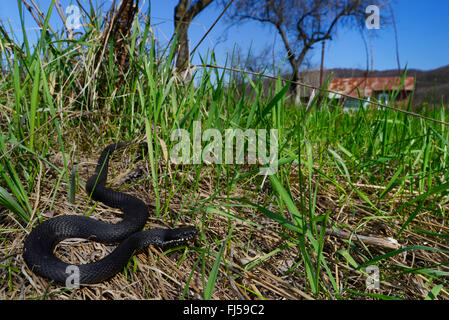 Nikolski Addierer, Waldsteppe Kreuzotter (Vipera Nikolskii, Vipera Berus Nikolskii), schwarze Individuum, Rumänien Stockfoto