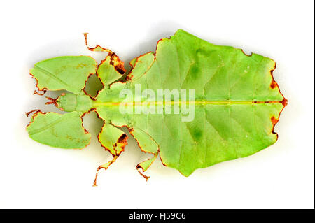 Celebes Blatt Insekt, Blatt Insekt, laufen lassen (Phyllium Celebicum), Weiblich, geschnitten aus Stockfoto