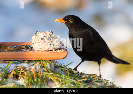 Amsel (Turdus Merula), männliche im Winter Futterplatz, Deutschland Stockfoto