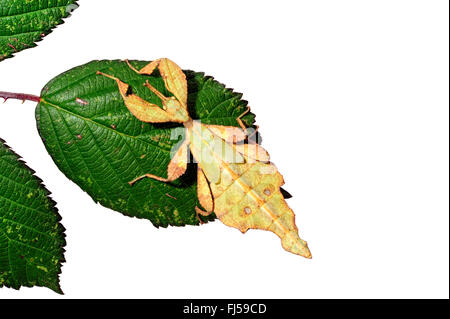 Celebes Blatt Insekt, Blatt Insekt zu Fuß verlassen (Phyllium Celebicum), männliche auf Blackberry Leaf, Ausschneiden Stockfoto