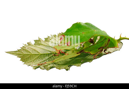 Celebes Blatt Insekt, Blatt Insekt, laufen lassen (Phyllium Celebicum), weibliche auf Blackberry Leaf, Ausschneiden Stockfoto