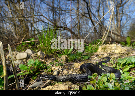 Nikolski Addierer, Waldsteppe Kreuzotter (Vipera Nikolskii, Vipera Berus Nikolskii), Malanistic individuelle, Rumänien Stockfoto