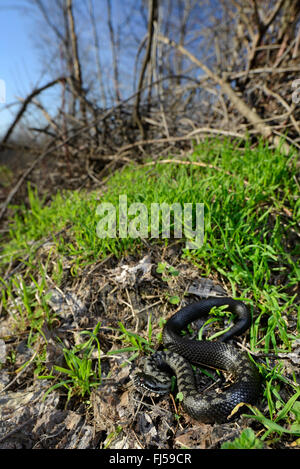 Nikolski Addierer, Waldsteppe Kreuzotter (Vipera Nikolskii, Vipera Berus Nikolskii), Malanistic individuelle, Rumänien Stockfoto