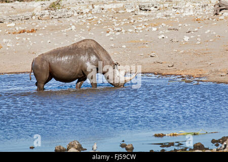 schwarze Nashorn, süchtig-lippige Rhinoceros durchsuchen Nashorn (Diceros Bicornis), Nashorn nach Schlamm Baden in einem Wasser Loch, Namibia, Etosha Nationalpark, Naumutoni Stockfoto