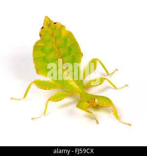 Celebes Blatt Insekt, Blatt Insekt, laufen lassen (Phyllium Celebicum), Weiblich, geschnitten aus Stockfoto