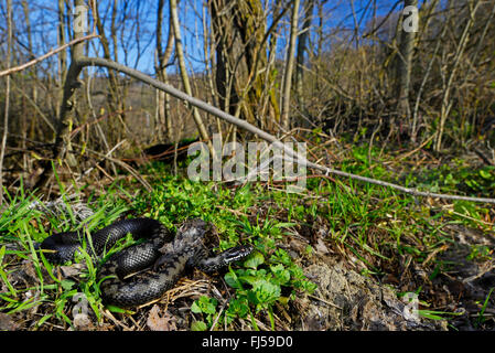 Nikolski Addierer, Waldsteppe Kreuzotter (Vipera Nikolskii, Vipera Berus Nikolskii), Malanistic individuelle, Rumänien Stockfoto