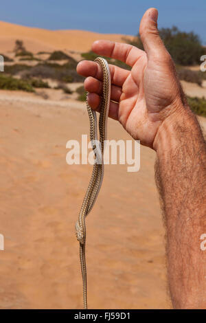 Guide präsentiert eine Schlange bei geführten Spaziergang durch die Sanddünen, Namibia, Dorob National Park, Swakopmund Stockfoto