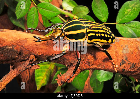 Blume Chafer, Chafer Blume, Blume Käfer (Mecynorrhina Savagei), auf einem Ast Stockfoto