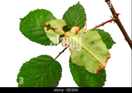 Celebes Blatt Insekt, Blatt Insekt, laufen lassen (Phyllium Celebicum), weibliche auf Blackberry Leaf, Ausschneiden Stockfoto