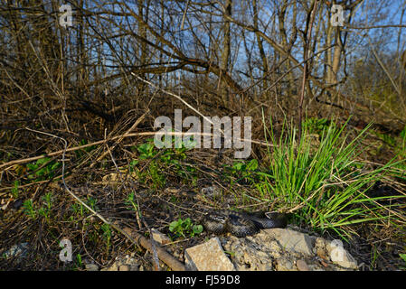 Nikolski Addierer, Waldsteppe Kreuzotter (Vipera Nikolskii, Vipera Berus Nikolskii), Malanistic individuelle, Rumänien Stockfoto