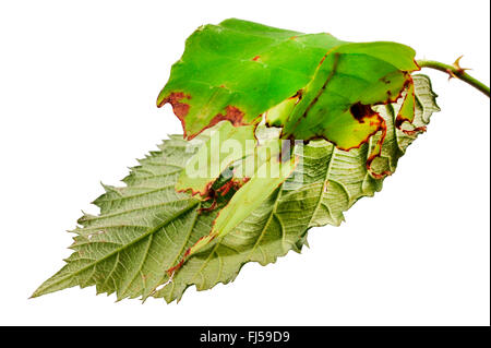 Celebes Blatt Insekt, Blatt Insekt, laufen lassen (Phyllium Celebicum), weibliche auf Blackberry Leaf, Ausschneiden Stockfoto