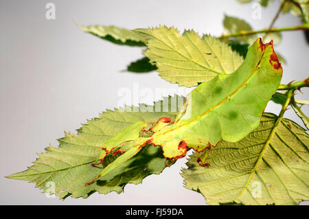 Celebes Blatt Insekt, Blatt Insekt, laufen lassen (Phyllium Celebicum), weibliche auf Blackberry Leaf, Ausschneiden Stockfoto