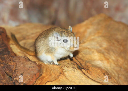 Mongolische Rennmaus, Krallen gehalten (Meriones Unguiculatus), im terrarium Stockfoto