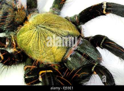 Malaysische Earthtiger Tarantula (Cyriopagopus Schioedtei), Porträt, Malaysia Stockfoto